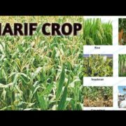 Kharif Crops