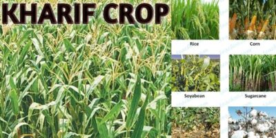 Kharif Crops