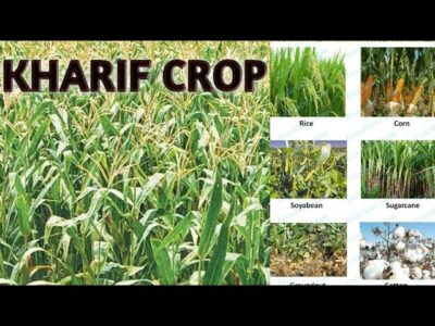 Kharif Crops