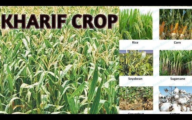 Kharif Crops