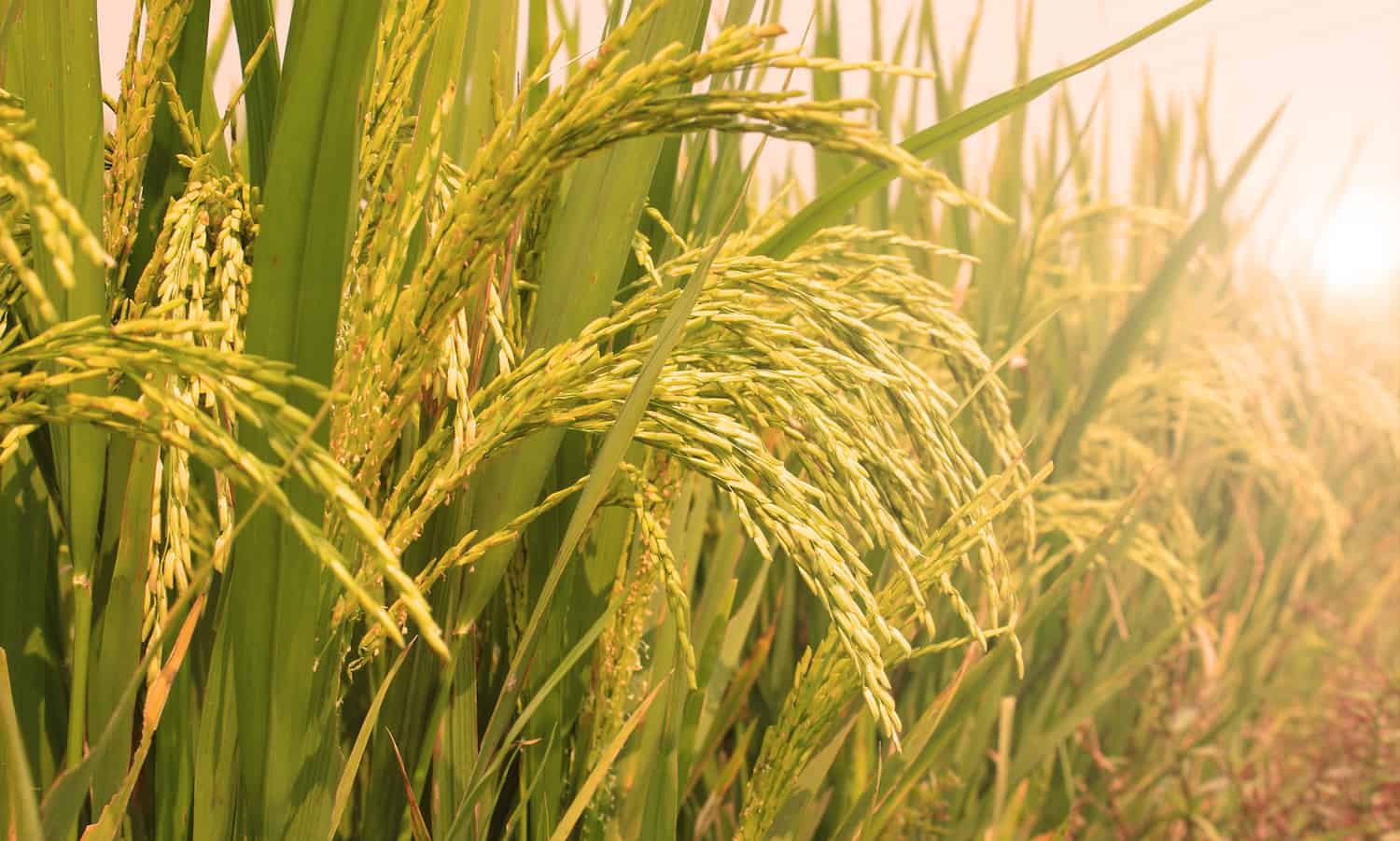 Sirpi Rice సీడ్ డ్రిల్ తో విత్తె వరి సాగు ద్వారా అధిక లాభాన్ని అర్జించిన రైతు విజయ ...