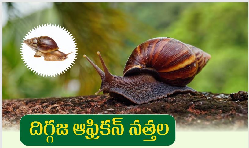 దిగ్గజ ఆఫ్రికన్ నత్తల సమగ్ర సస్యరక్షణ - Eruvaaka